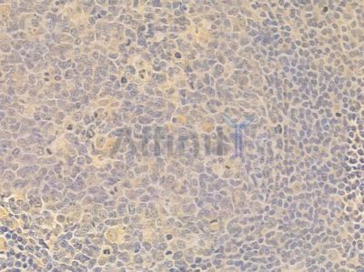 SGK1 Antibody - AF6789 at 1/100 staining human normal tonsil tissue by IHC-P.