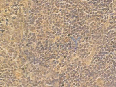 Histone H2A.X Antibody - AF6823 at 1/100 staining human normal tonsil tissue by IHC-P.