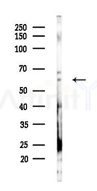 Smad5 Antibody - Western blot analysis of lysates from 293 cells(starvation 24h treatment), using Smad5 Antibody at 1/1000 dilution.