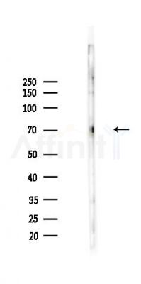 Phospho-BMAL1 (Ser49) Antibody - Western blot analysis of lysates from RAW264.