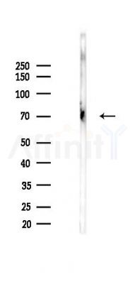 Phospho-BMAL1 (Ser49) Antibody - Western blot analysis of lysates from 293 cells(starvation 24h treatment), using Phospho-BMAL1 (Ser49) Antibody at 1/1000 dilution.