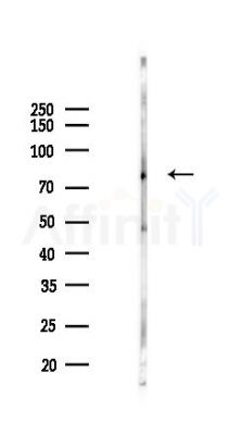 Phospho-STAT3 (Tyr539) Antibody - Western blot analysis of lysates from Mouse testis, using Phospho-STAT3 (Tyr539) Antibody at 1/1000 dilution.