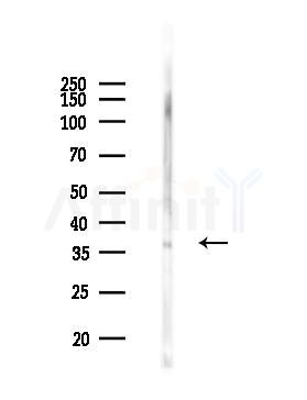 Phospho-EFNB1 (Tyr313/Tyr317) Antibody - Western blot analysis of lysates from Rat brain, using Phospho-EFNB1 (Tyr313/Tyr317) Antibody at 1/1000 dilution.