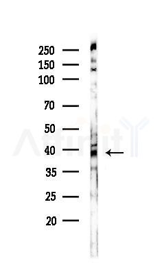 Phospho-PBK/TOPK (Ser59) Antibody - Western blot analysis of lysates from COLO205 cells, using Phospho-PBK/TOPK (Ser59) Antibody at 1/1000 dilution.