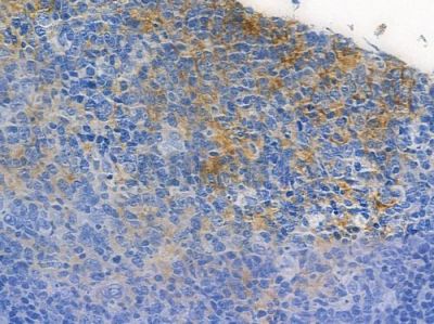 KIF20A Antibody - AF7664 at 1/100 staining human normal tonsil tissue by IHC-P.
