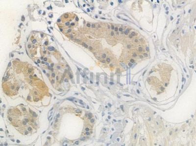 LDHA Antibody - AF7673 at 1/100 staining human normal gastric tissue by IHC-P.