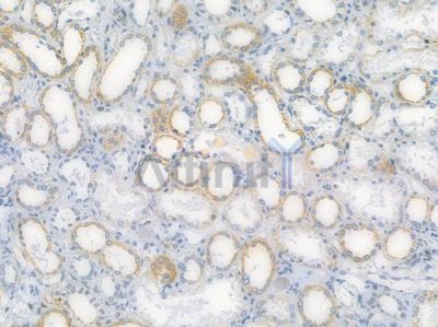 Lamin A/C Antibody - AF7677 at 1/100 staining human normal kidney tissue by IHC-P.