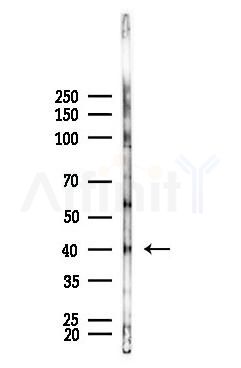 CEBP Beta Antibody - Western blot analysis of lysates from Mouse lung, using CEBP Beta Antibody at 1/1000 dilution.