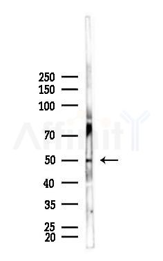 EIF2S2 Antibody - Western blot analysis of lysates from Mouse lung, using EIF2S2 Antibody at 1/1000 dilution.