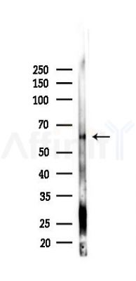 WASP Antibody - Western blot analysis of lysates from RAW264.