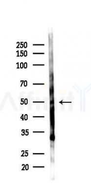 GSK3 alpha Antibody - Western blot analysis of lysates from Mouse lung, using GSK3 alpha Antibody at 1/1000 dilution.