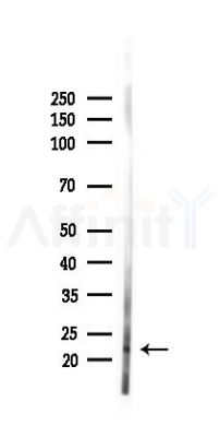Histone H3 Antibody - Western blot analysis of lysates from Mouse liver, using Histone H3 Antibody at 1/1000 dilution.