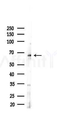 SHP2 Antibody - Western blot analysis of lysates from RAW264.