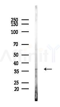 PBK/TOPK Antibody - Western blot analysis of lysates from A2780 cells(LPS 4h treatment), using PBK/TOPK Antibody at 1/1000 dilution.