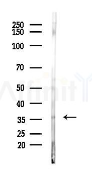 PBK/TOPK Antibody - Western blot analysis of lysates from 293 cells(LPS 4h treatment), using PBK/TOPK Antibody at 1/1000 dilution.