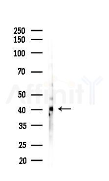 SOX2 Antibody - Western blot analysis of lysates from COLO205 cells(starvation 24h treatment), using SOX2 Antibody at 1/1000 dilution.