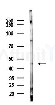 Phospho-SGK1 (Thr256) Antibody - Western blot analysis of lysates from 293 cells(LPS 4h treatment), using Phospho-SGK1 (Thr256) Antibody at 1/1000 dilution.