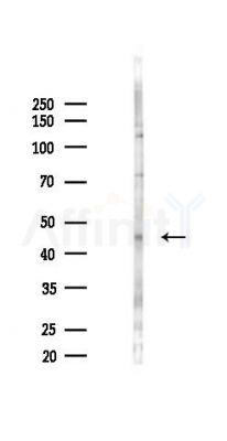 Phospho-HtrA2 (Ser142) Antibody - Western blot analysis of lysates from 293 cells(starvation 24h treatment), using Phospho-HtrA2 (Ser142) Antibody at 1/1000 dilution.