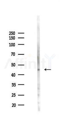 Phospho-HtrA2 (Ser142) Antibody - Western blot analysis of lysates from RAW264.