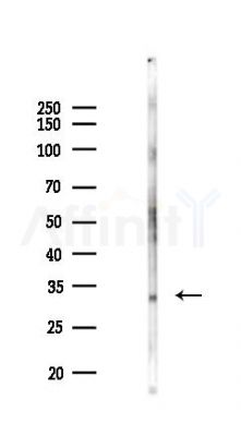 Phospho-ketohexokinase (Ser80) Antibody-Isoform A - Western blot analysis of lysates from Mouse testis, using Phospho-ketohexokinase (Ser80) Antibody-Isoform A at 1/1000 dilution.