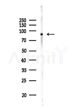 PDE4B/C/D Antibody - Western blot analysis of lysates from RAW264.