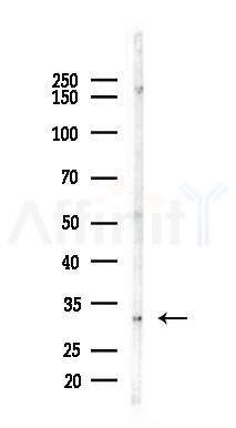 pro Caspase 3 Recombinant Rabbit mAb - Western blot analysis of lysates from Mouse testis, using pro Caspase-3 Recombinant Rabbit mAb at 1/1000 dilution.