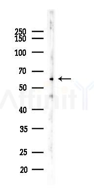 TGF beta 1 Recombinant Rabbit mAb - Western blot analysis of lysates from Mouse testis, using TGF beta 1 Rabbit mAb at 1/1000 dilution.