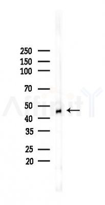 TGF beta 1 Recombinant Rabbit mAb - Western blot analysis of lysates from A375 cells(heat-shock,45min treatment), using TGF beta 1 Rabbit mAb at 1/1000 dilution.
