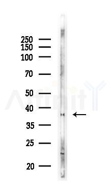 Phospho-p38 MAPK (Thr180/Tyr182) Recombinant Rabbit mAb - Western blot analysis of lysates from Hela cells(LPS 4h treatment), using Phospho-p38 (Thr180/Tyr182) Recombinant Rabbit mAb at 1/1000 dilution.
