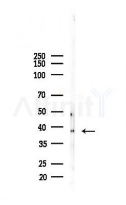 p38 MAPK Recombinant Rabbit mAb - Western blot analysis of lysates from Mouse testis, using p38 Recombinant Rabbit mAb at 1/1000 dilution.