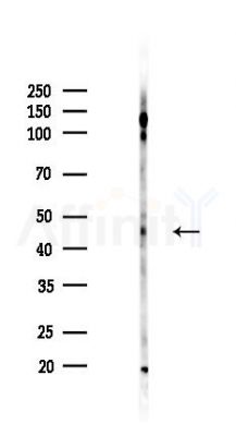 VEGFA Recombinant Rabbit mAb - Western blot analysis of lysates from HUVEC cells(LPS,4h treatment), using VEGFA Recombinant Rabbit mAb at 1/1000 dilution.