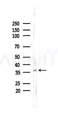 Phospho-IKB alpha (Ser32) Recombinant Rabbit mAb - Western blot analysis of lysates from Mouse testis, using Phospho-IKB alpha (Ser32) Rabbit mAb at 1/1000 dilution.