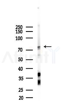STAT3 Recombinant Rabbit mAb - Western blot analysis of lysates from Mouse testis, using STAT3 Recombinant Rabbit mAb at 1/1000 dilution.