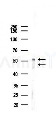 Phospho-JNK1/2/3 (Tyr185/Tyr185/Tyr223) Recombinant Rabbit mAb - Western blot analysis of lysates from Mouse testis, using Phospho-JNK1/2/3 (Tyr185/Tyr185/Tyr223) Rabbit mAb at 1/1000 dilution.