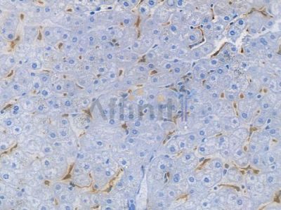 CD68 Recombinant Rabbit mAb - BF3060 at 1/100 staining human normal liver tissue by IHC-P.