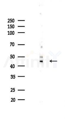 GSK3 beta Recombinant Rabbit mAb - Western blot analysis of lysates from HUVEC cells(LPS,4h treatment), using GSK3 beta Recombinant Rabbit mAb at 1/1000 dilution.
