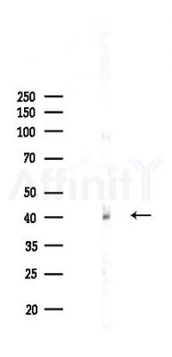 GSK3 beta Recombinant Rabbit mAb - Western blot analysis of lysates from Mouse liver, using GSK3 beta Recombinant Rabbit mAb at 1/1000 dilution.