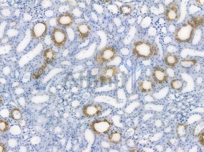 GSK3 beta Recombinant Rabbit mAb - BF3074 at 1/100 staining human normal kidney tissue by IHC-P.