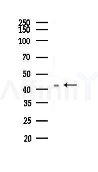 MEK1 Recombinant Rabbit mAb - Western blot analysis of lysates from HepG2 cells(heat-shock,45min treatment), using MEK1 Rabbit mAb at 1/1000 dilution.