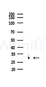 NQO1 Recombinant Rabbit mAb - Western blot analysis of lysates from Rat heart, using NQO1 Recombinant Rabbit mAb at 1/1000 dilution.