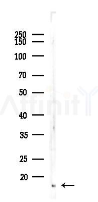 Cytochrome C Recombinant Rabbit mAb - Western blot analysis of lysates from Mouse testis, using Cytochrome C Rabbit mAb at 1/1000 dilution.