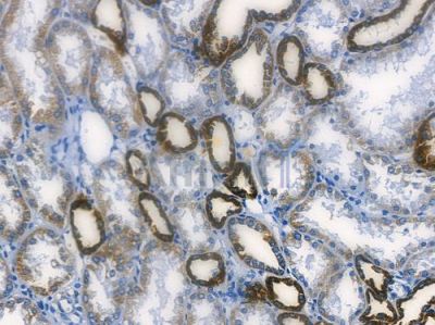 Cytochrome C Recombinant Rabbit mAb - BF3103 at 1/100 staining human normal kidney tissue by IHC-P.