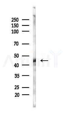 osterix Recombinant Rabbit mAb - Western blot analysis of lysates from Rat brain, using Sp7 Recombinant Rabbit mAb at 1/1000 dilution.