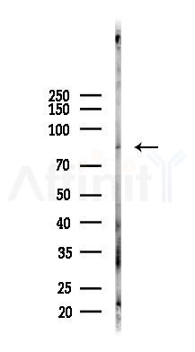 Phospho-beta Catenin (Thr41/Ser45) Recombinant Rabbit mAb - Western blot analysis of lysates from Mouse testis, using Phospho-beta Catenin (Thr41/Ser45) Recombinant Rabbit mAb at 1/1000 dilution.