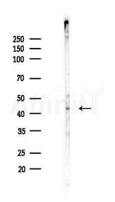 Phospho-CREB (Ser133) Recombinant Rabbit mAb - Western blot analysis of lysates from HUVEC cells(LPS,4h treatment), using Phospho-CREB (Ser133) Recombinant Rabbit mAb at 1/1000 dilution.