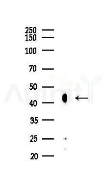 CREB Recombinant Rabbit mAb - Western blot analysis of lysates from B16F10-LUC cells(starvation,24h treatment), using CREB Recombinant Rabbit mAb at 1/1000 dilution.