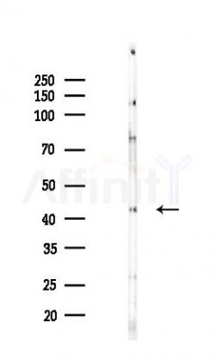 GFAP Recombinant Rabbit mAb - Western blot analysis of lysates from HepG2 cells(starvation,24h treatment), using GFAP Recombinant Rabbit mAb at 1/1000 dilution.
