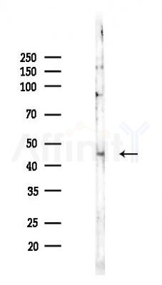 GFAP Recombinant Rabbit mAb - Western blot analysis of lysates from HUVEC cells(LPS,4h treatment), using GFAP Recombinant Rabbit mAb at 1/1000 dilution.