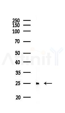 HMGB1 Recombinant Rabbit mAb - Western blot analysis of lysates from Hela cells(LPS 4h treatment), using HMGB1 Recombinant Rabbit mAb at 1/1000 dilution.