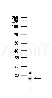 Histone H2A.X Recombinant Rabbit mAb - Western blot analysis of lysates from HepG2 cells(heat-shock,45min treatment), using Histone H2A.
